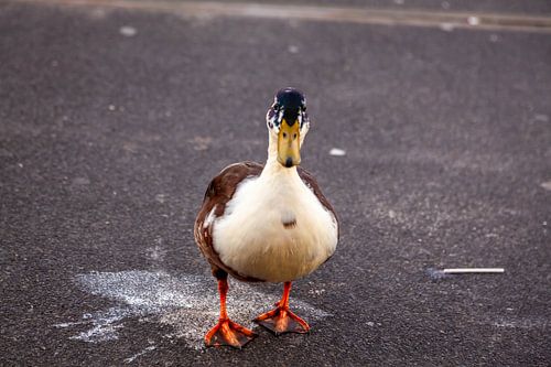 Scheiß Ente von Elmar Marijn Roeper