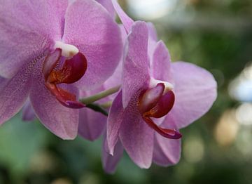 Orchids by Hanne Berden