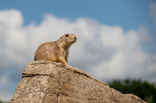 Sur les rochers