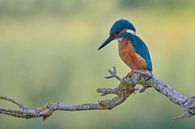 Martin-pêcheur par Martins-pêcheurs - Corné van Oosterhout Aperçu