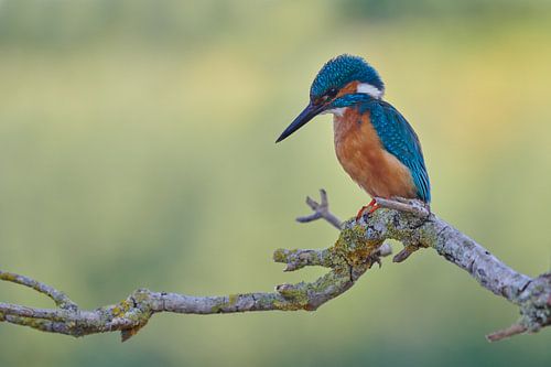IJsvogel