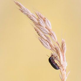 A magnificent canal beetle from the ground beetle family on a barley stalk by Horst Husheer