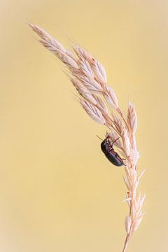 Un magnifique scarabée du canal de la famille des carabidés sur une tige d'orge sur Horst Husheer
