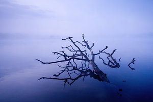 Baum im See