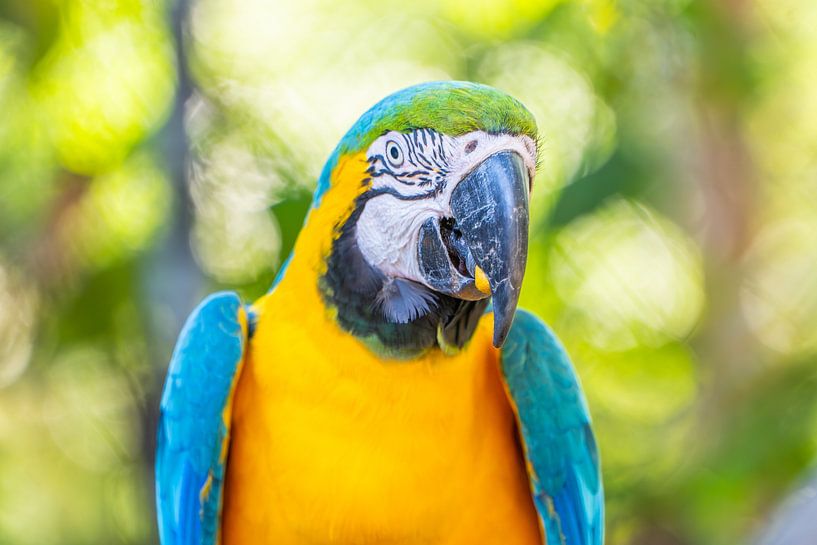 Close-up portrait of a yellow-breasted macaw by WSPictures