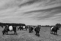 Belted Galloway