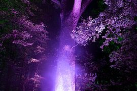 Ein Stück Magie, versteckt am Rande des Kralingse Bos. von Tjeerd Kruse