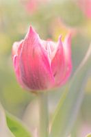 Tulip in morning dew