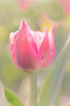 Tulip in morning dew sur Jacqueline de Groot
