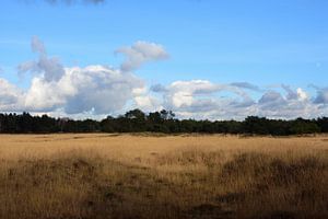 Ein natürliches Feld