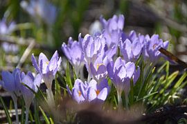Die ersten Krokusse im Frühling von Claude Laprise