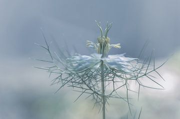 Blumen Teil 402 von Tania Perneel