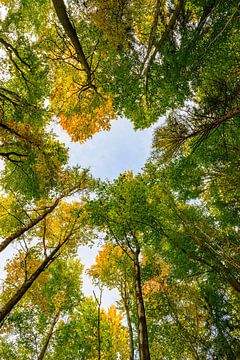 Herfst bos met de blik naar boven van Sjoerd van der Wal