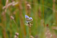 Papillon bleu Icare. dans la prairie