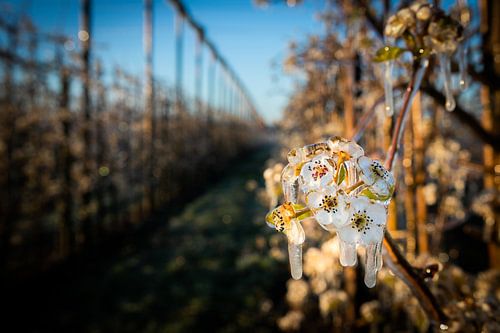 Frozen blossom in the apple orchard