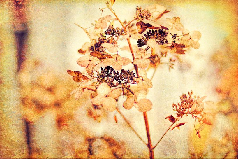 Hortensien im Herbst by Dagmar Marina