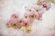 Aziatische bloemen van Claudia Moeckel thumbnail