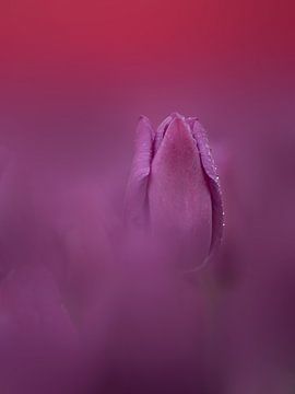 Tulpe in Lila und Rot nach Regenschauer von Maneschijn FOTO