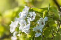 Blütenzauber in weiß und grün von Christian Müringer Miniaturansicht
