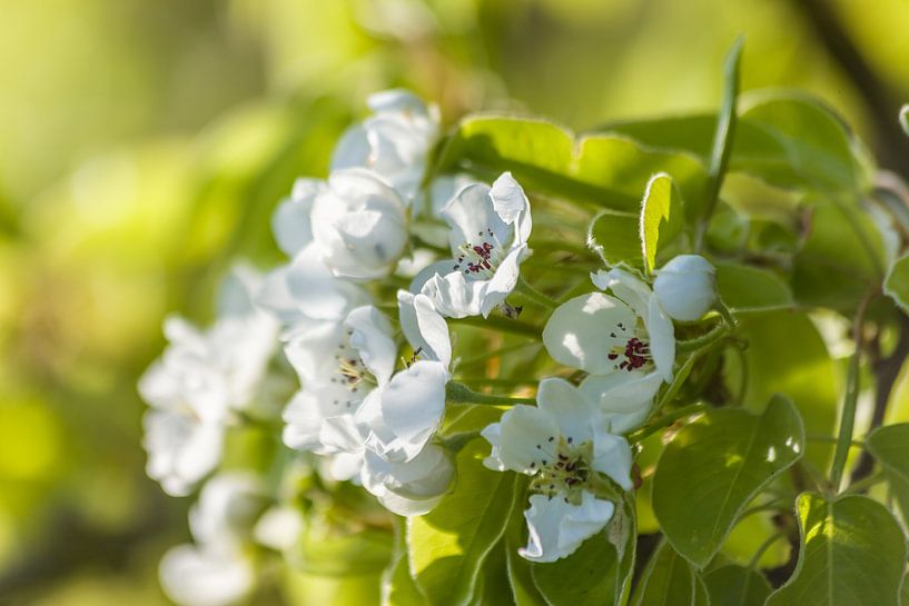 Blütenzauber in weiß und grün von Christian Müringer