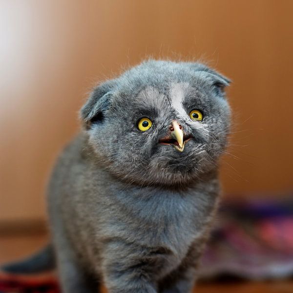 Cat owl by Jonas Potthast