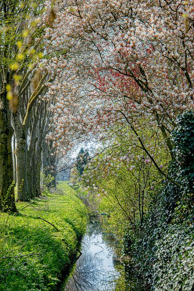 Landscape 'blossom by Willy Sengers
