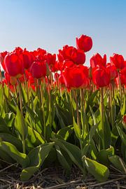 Red tulips by Maria Nevels