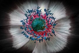 Spring flower with black leaves