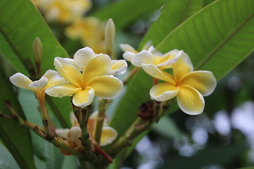 Flower by Saffira Meijer