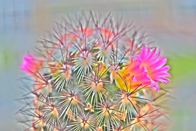 Cactus in bloei von Amber van den Broek