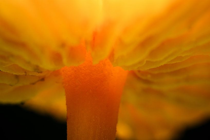 Underside of a mushroom in close-up by Erwin Pilon