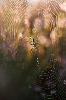 Tiger Spider 'Fairy Tale'