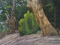 Wivenhoe-Park