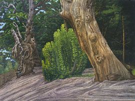 Wivenhoe Park by Anonymous Art