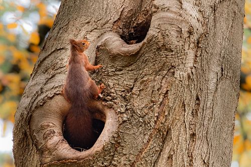 Squirrel leaves its tree hole by Cilia Brandts