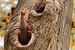 Eichhörnchen verlässt sein Baumloch von Cilia Brandts