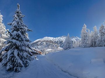 Zwaar besneeuwde bomen,  alpen bergrug, Pontresina, Oberengadin, Zwitserland van Rene van der Meer