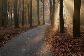 Winding bicycle track to the light by Cor de Hamer