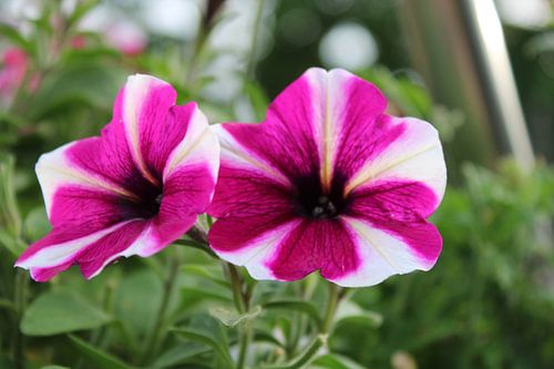 Majestetische Petunie