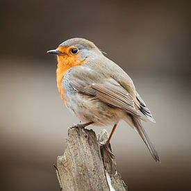 Robin with imposing pose on tree trunk by Maarten Oerlemans