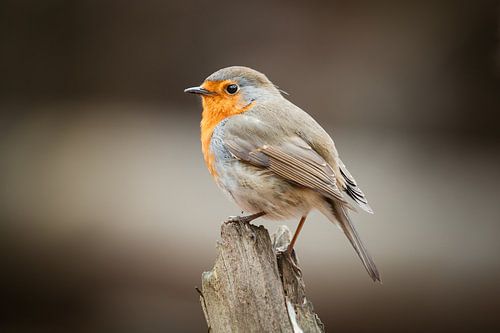 Rotkehlchen mit imposanter Pose auf Baumstamm