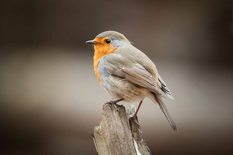 Robin à la pose imposante sur un tronc d'arbre par Maarten Oerlemans