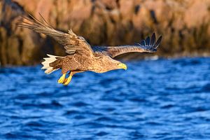 Seeadler auf der Jagd nach Fischen