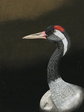 Kranich, Grus grus