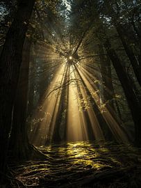 Zonlicht dat door het bladerdak van het diepe bos schijnt