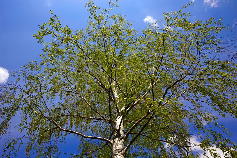 Birch by Thomas Jäger