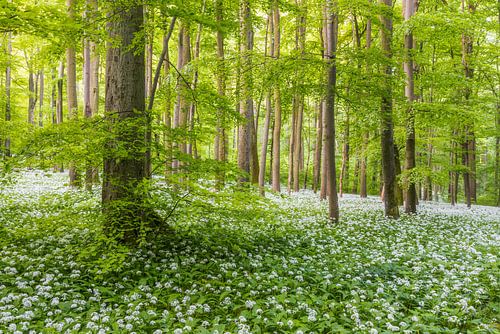 Spring forest with a carpet of wild garlic by Daniela Beyer