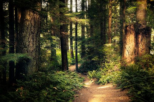 Welcome To The Jungle