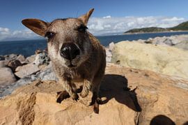 Geallieerde rotswallaby , Petrogale assimilis, Magnetic Island , Queensland, Australië