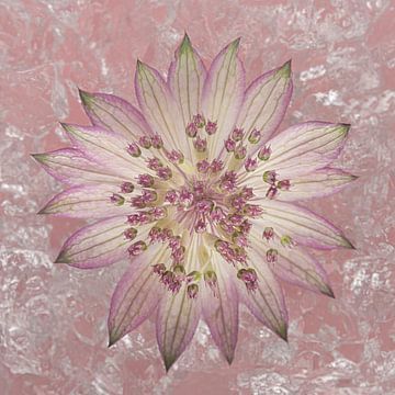 Sanfter rosa Frieden: Zeeland-Knoten als Wanddekoration in einem rosa Quadrat von Marjolijn van den Berg